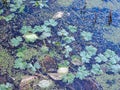 Frozen Plants Stuck in a Duckweed Pond Royalty Free Stock Photo