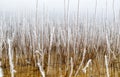 Frozen plants in water Royalty Free Stock Photo