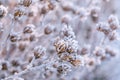 Frozen plants in winter. Dry flowers covered with the hoar-frost.Winter background. Frozen bushes in early morning close up. First Royalty Free Stock Photo