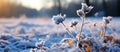 Frozen plants in the winter forest at sunset. Beautiful winter landscape Royalty Free Stock Photo