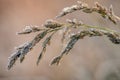 Frozen plants in winter Royalty Free Stock Photo