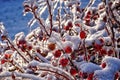 Frozen plants in winter with the ice-covered Royalty Free Stock Photo