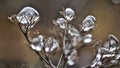 Frozen plants in winter with ice-covered Royalty Free Stock Photo