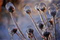 Frozen plants in winter with the ice-covered Royalty Free Stock Photo