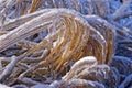 Frozen plants in winter with the ice-covered Royalty Free Stock Photo