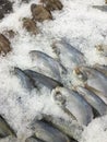 Frozen (Pomfret) fish Royalty Free Stock Photo