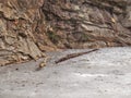 Frozen Pond and Branches at Hanging Rock State Park Royalty Free Stock Photo