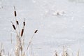 Frozen Pond With Cattails