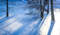 Frozen Pond with a Dusting of Snow and Bare Trees with Long Shadows