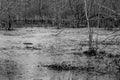 A frozen pond is melting after a deep freeze.