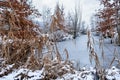 frozen pond, snow-covered trees and plants around pond