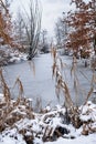 frozen pond, snow-covered trees and plants around pond