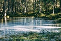 A frozen pond in spring in a green cozy forest