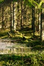 A frozen pond in spring in a green cozy forest