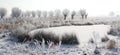 Frozen pond and white trees in snow landscape
