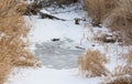 Frozen Pond in Winter at the Farm Royalty Free Stock Photo