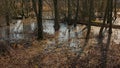 Frozen pool on the forest floor Royalty Free Stock Photo