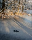 A frozen pool between trees. Streaks of sunlight shining through