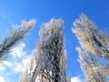 Frozen poplar tree