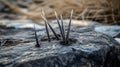 Frozen Porcupine Quills on Rock Royalty Free Stock Photo
