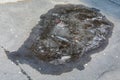 Frozen Pothole Royalty Free Stock Photo