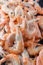 Frozen prawns on ice. macro. Royalty Free Stock Photo
