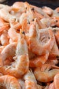 Frozen prawns on ice. macro. Royalty Free Stock Photo
