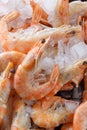 Frozen prawns on ice. macro. Royalty Free Stock Photo