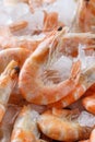Frozen prawns on ice. macro. Royalty Free Stock Photo