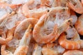 Frozen prawns on ice. macro. Royalty Free Stock Photo