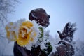 Frozen praying statue and rose in the winter