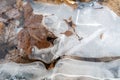 Frozen puddle with autumn leaves Royalty Free Stock Photo