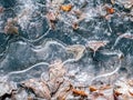 Frozen puddle of water with dead leaves Royalty Free Stock Photo