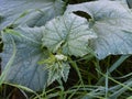 frozen pumpkin plants - macro detail