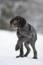 Frozen puppy of hunting dog on the walking Royalty Free Stock Photo