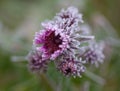 Frozen purple flower in winter with the hoar-frost in the early morning light. Royalty Free Stock Photo