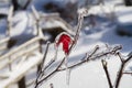 Frozen purple leaf covered by ice after an ice storm Royalty Free Stock Photo