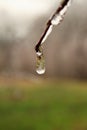 Frozen Rain Drop Royalty Free Stock Photo