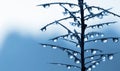 Frozen rain drops on the needles of the pine branch close up.