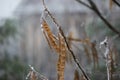 Frozen rain water all over tree branches with brown pods covered in frost. Icicles hanging from twigs Royalty Free Stock Photo