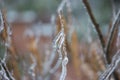 Frozen rain water all over tree branches with brown pods covered in frost. Icicles hanging from twigs Royalty Free Stock Photo