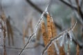 Frozen rain water all over tree branches with brown pods covered in frost. Icicles hanging from twigs Royalty Free Stock Photo