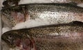 Frozen rainbow trout lying on the counter of the store