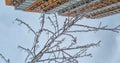 frozen raindrops on tree, frost on bush branches