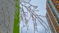 frozen raindrops on tree, frost on bush branches