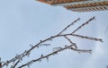 frozen raindrops on tree, frost on bush branches