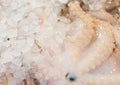 Frozen raw octopus. Royalty Free Stock Photo