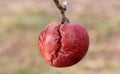 Frozen red apple in the tree Royalty Free Stock Photo