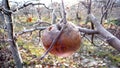 Frozen red apple in the tree Royalty Free Stock Photo