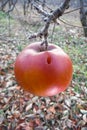 Frozen red apple in the tree Royalty Free Stock Photo